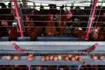 Ministério informa que México diminui restrições à importação de frango do Brasil