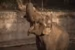 Elefante Tamy falece após aguardar mudança da Argentina para o Brasil