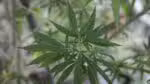 Equipe de voluntários inicia trabalho de análise de casos envolvendo usuários de cannabis