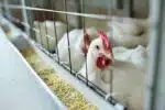 Autoridades federais confirmaram o registro de ocorrência da gripe aviária em aves de criação no Mato Grosso
