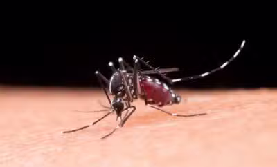 Mosquito macro photography