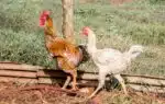 PR - FRANGO/CHINA - ECONOMIA - Na sexta-feira (16), o Ministério da Agricultura anunciou que a China que vai interromper a compra de carne de frango do Brasil por 60 dias. O governo do Paraná para minimizar a situação informou que aumentou as ações de vigilância e biossegurança no estado após a confirmação do primeiro foco de Influenza Aviária de Alta Patogenicidade (IAAP) em uma granja comercial no município de Montenegro, no Rio Grande do Sul. Na foto, criação de frango em propriedade rural em Campo Mourão, na Região Centro-Oeste do Paraná. 17/05/2025 - Foto: DIRCEU PORTUGAL/FOTOARENA/FOTOARENA/ESTADÃO CONTEÚDO