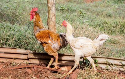 PR - FRANGO/CHINA - ECONOMIA - Na sexta-feira (16), o Ministério da Agricultura anunciou que a China que vai interromper a compra de carne de frango do Brasil por 60 dias. O governo do Paraná para minimizar a situação informou que aumentou as ações de vigilância e biossegurança no estado após a confirmação do primeiro foco de Influenza Aviária de Alta Patogenicidade (IAAP) em uma granja comercial no município de Montenegro, no Rio Grande do Sul. Na foto, criação de frango em propriedade rural em Campo Mourão, na Região Centro-Oeste do Paraná. 17/05/2025 - Foto: DIRCEU PORTUGAL/FOTOARENA/FOTOARENA/ESTADÃO CONTEÚDO