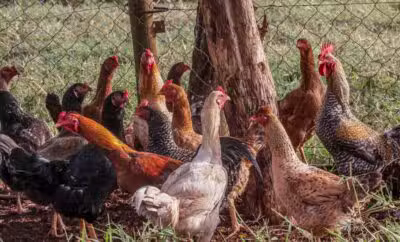 PR - FRANGO/CHINA - ECONOMIA - Na sexta-feira (16), o Ministério da Agricultura anunciou que a China que vai interromper a compra de carne de frango do Brasil por 60 dias. O governo do Paraná para minimizar a situação informou que aumentou as ações de vigilância e biossegurança no estado após a confirmação do primeiro foco de Influenza Aviária de Alta Patogenicidade (IAAP) em uma granja comercial no município de Montenegro, no Rio Grande do Sul. Na foto, criação de frango em propriedade rural em Campo Mourão, na Região Centro-Oeste do Paraná. 17/05/2025 - Foto: DIRCEU PORTUGAL/FOTOARENA/FOTOARENA/ESTADÃO CONTEÚDO