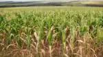 O governo divulgou um investimento de R$ 516,2 bilhões destinados à agricultura empresarial