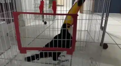 Grupo criminoso operava há três décadas no tráfico de animais selvagens no RJ