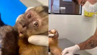 Macaca é vítima de tiro na Zona Sul do Rio e enfrenta risco de se tornar paraplégica Macaca é vítima de tiro na Zona Sul do Rio e enfrenta risco de se tornar paraplégica