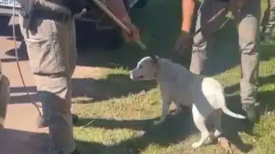 Velho falece após ser atacado por quatro pitbulls no Rio Grande do Sul