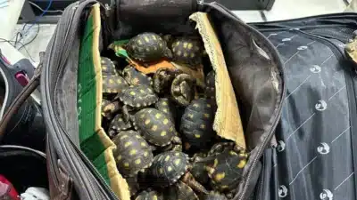 Polícia Civil executa operação contra o comércio ilegal de animais selvagens no RJ