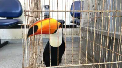 A operação no RJ já resgatou 600 animais e apreendeu 32 suspeitos A operação no RJ já resgatou 600 animais e apreendeu 32 suspeitos