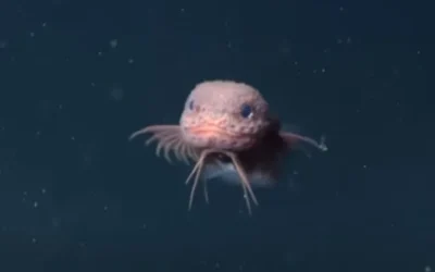 Peixe de águas profundas chama atenção por sua aparência peculiar; veja