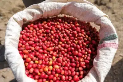 Cecafé: Tarifa sobre exportações despenca 17,5% em agosto Cecafé: Tarifa sobre exportações despenca 17,5% em agosto