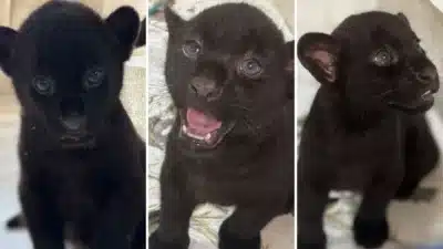 Imagem do post relacionado, leia tambem! Imagem do post relacionado, leia tambem!