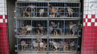 Imagem do post relacionado, leia tambem!