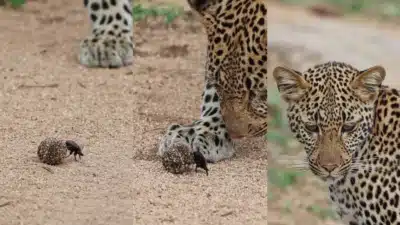 Imagem do post relacionado, leia tambem!