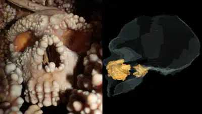 Imagem do post relacionado, leia tambem!