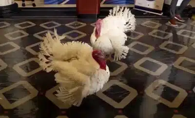 Imagem do post relacionado, leia tambem!