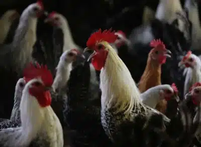 Imagem do post relacionado, leia tambem!