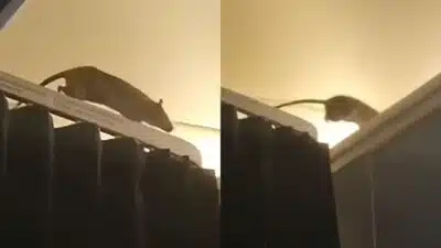 Imagem do post relacionado, leia tambem!