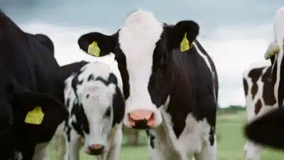 Imagem do post relacionado, leia tambem!