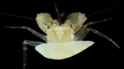 Imagem do post relacionado, leia tambem!