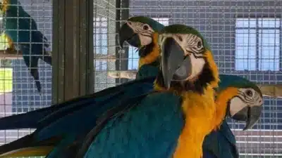 Imagem do post relacionado, leia tambem!