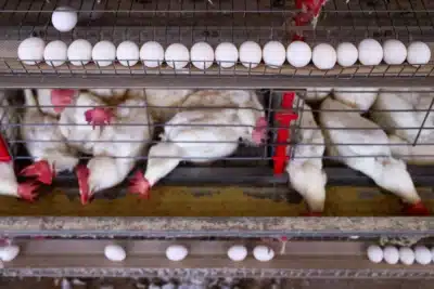 Imagem do post relacionado, leia tambem!