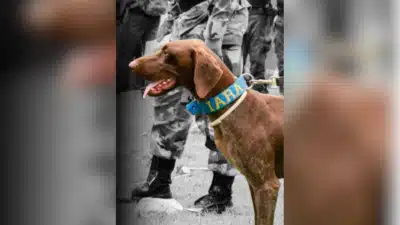 Imagem do post relacionado, leia tambem!