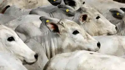 Imagem do post relacionado, leia tambem!