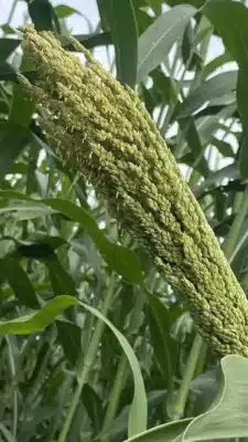 Imagem do post relacionado, leia tambem!