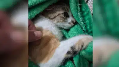 Imagem do post relacionado, leia tambem!