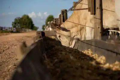 Imagem do post relacionado, leia tambem!