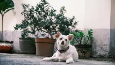 Imagem do post relacionado, leia tambem!