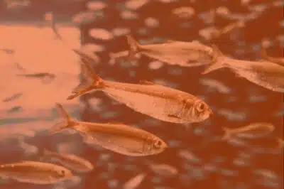 Imagem do post relacionado, leia tambem!