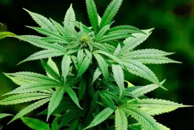 Imagem do post relacionado, leia tambem!