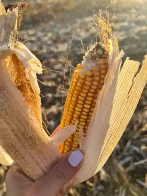 Imagem do post relacionado, leia tambem!