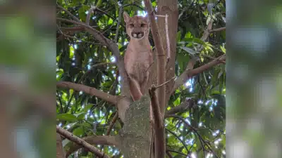 Imagem do post relacionado, leia tambem!
